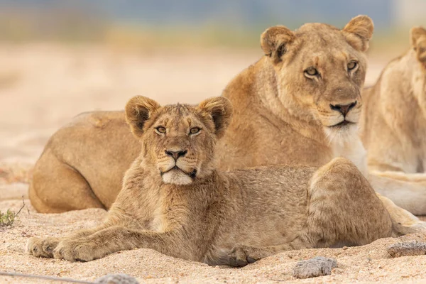 Dospělí a nedospělí Afričtí lvi, Kruger Park, Jihoafrická republika — Stock fotografie