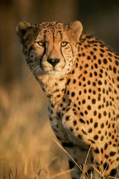 Adult Αρσενικό Cheetah Πορτρέτο Απόγευμα Φως Kruger Park Νότια Αφρική — Φωτογραφία Αρχείου