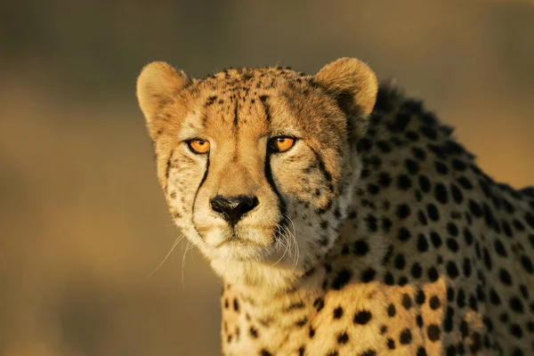 Adulto Masculino Cheetah Retrato Dourado Luz Tarde — Fotografia de Stock