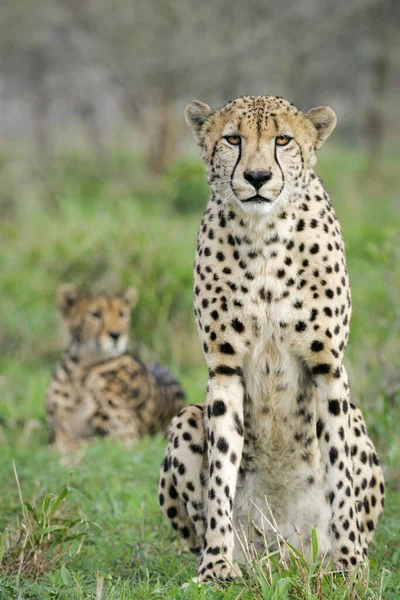 Yaz Boyunca Kruger Park Güney Afrika Yeşil Çimlerde Iki Çita — Stok fotoğraf