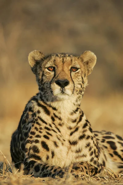 One Rare Endangered Female King Cheetah Resting Alert Kruger Park — Stock Photo, Image