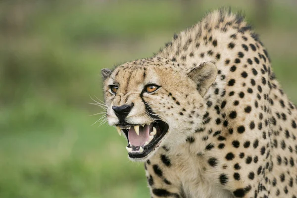 南非克鲁格公园一名成年雄性非洲猎豹咆哮并表现出攻击性行为 — 图库照片