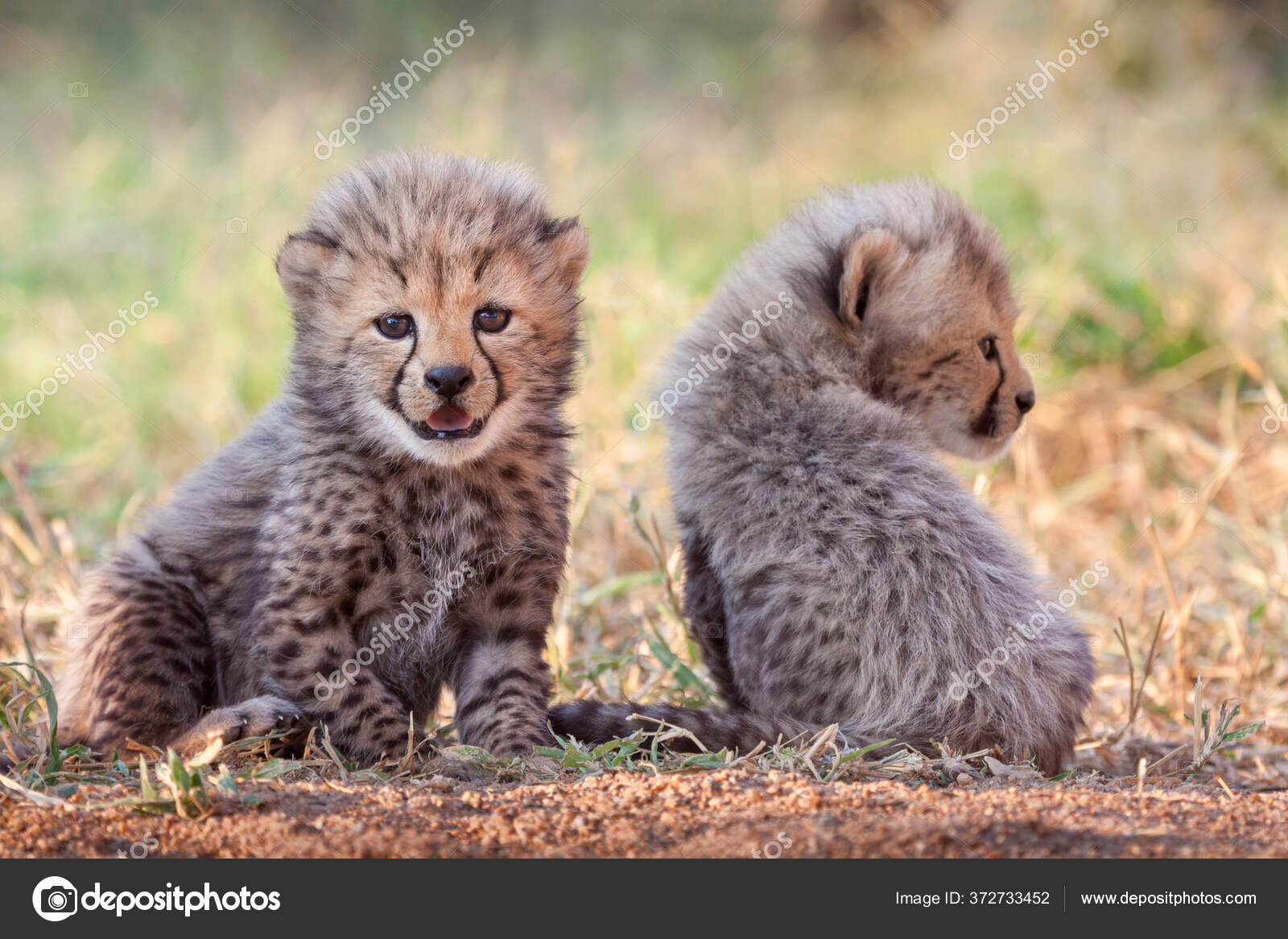 Baby Cheetahs In The Wild