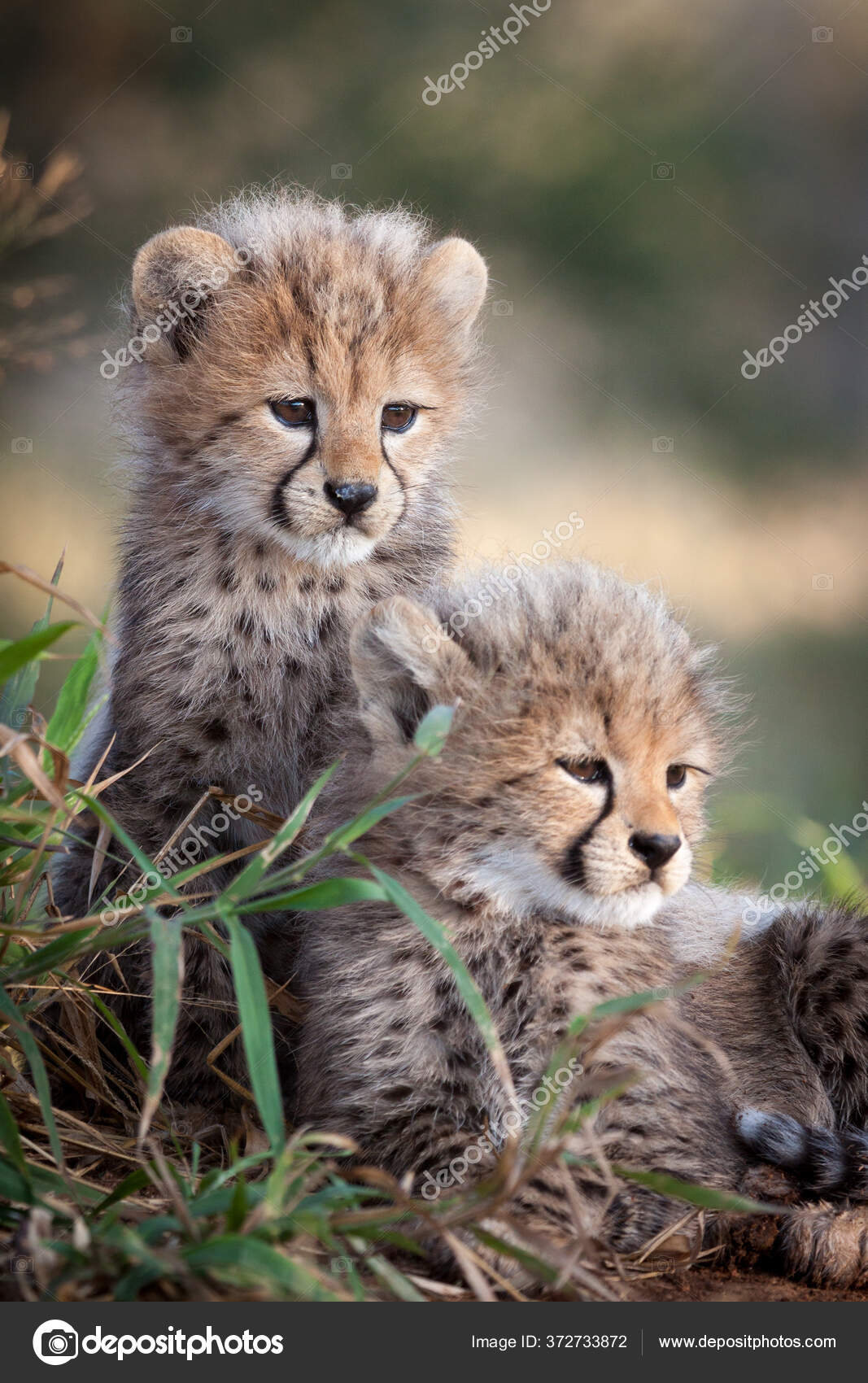 Dois Pequenos Filhotes Alerta Cheetah Kruger Park África Sul — Foto ©  StuPorter #372733872, image size:1067x1700