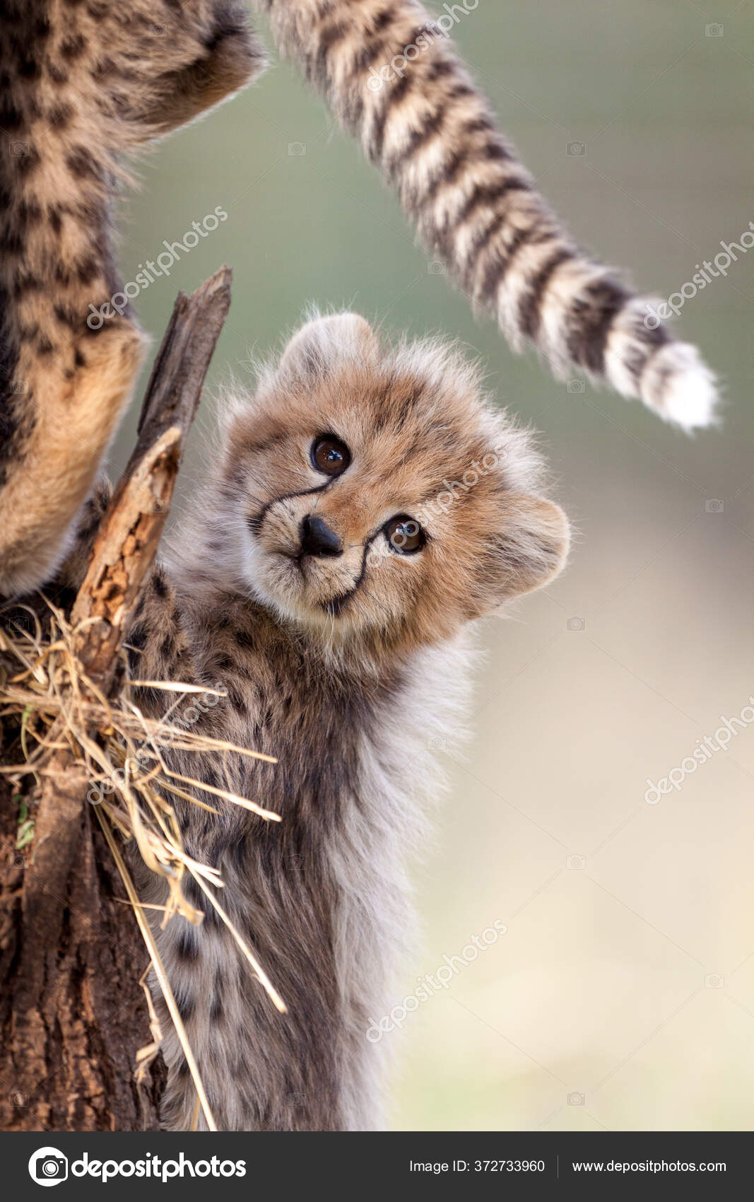 Pequeno Filhote Bonito Cheetah Kruger Parque África Sul — Foto © StuPorter  #372733960, image size:1067x1700