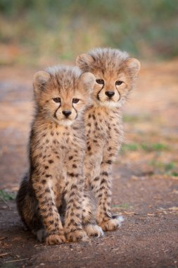 Two young Cheetah cubs sitting next to each other alert South Africa clipart