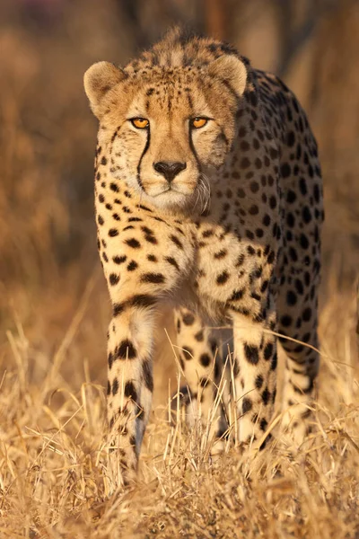Jeden Mężczyzna Dorosły Gepard Ciepłe Światło Portret Suchej Porze Rpa — Zdjęcie stockowe