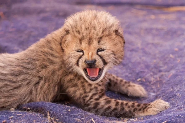 Tiny Newly Born Cheetah Cub Three Weeks Old Calling Its — Stock Photo, Image