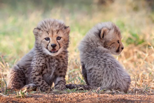 南非克鲁格公园4周大的两只非常小的可爱的猎豹幼崽 — 图库照片
