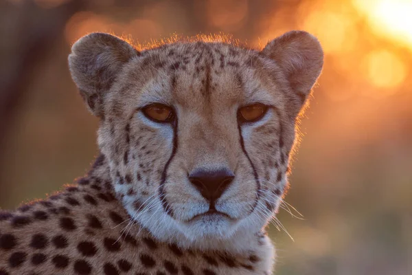 Portret Headshot Van Een Volwassen Vrouw Afrikaanse Cheetah Bij Zonsondergang — Stockfoto