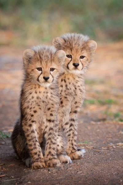 Dois Filhotes Cheetah Sentados Lado Uns Dos Outros Alertam África — Fotografia de Stock