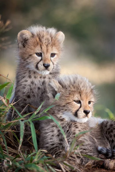 Dois Pequenos Filhotes Alerta Cheetah Kruger Park África Sul — Fotografia de Stock