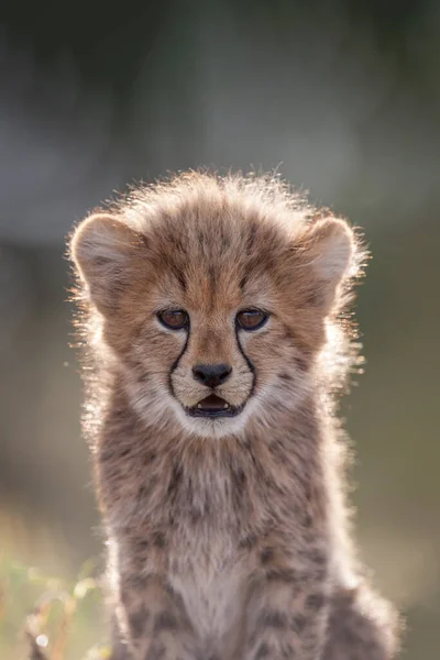 Small Cute Cheetah Cub Portrait Kruger Park South Africa — Stock Photo, Image