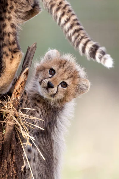 Pequeno Filhote Bonito Cheetah Kruger Parque África Sul — Fotografia de Stock