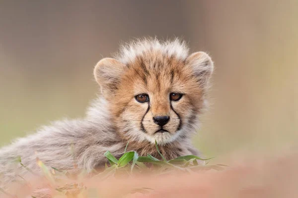 Μικρό Χαριτωμένο Ενιαίο Cheetah Μαλακό Φόντο Kruger Park Νότια Αφρική — Φωτογραφία Αρχείου