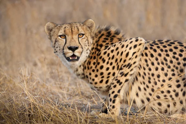 Ένα Αρσενικό Αφρικής Cheetah Κάμψη Και Αναζητούν Εγρήγορση Ξηρό Γρασίδι — Φωτογραφία Αρχείου
