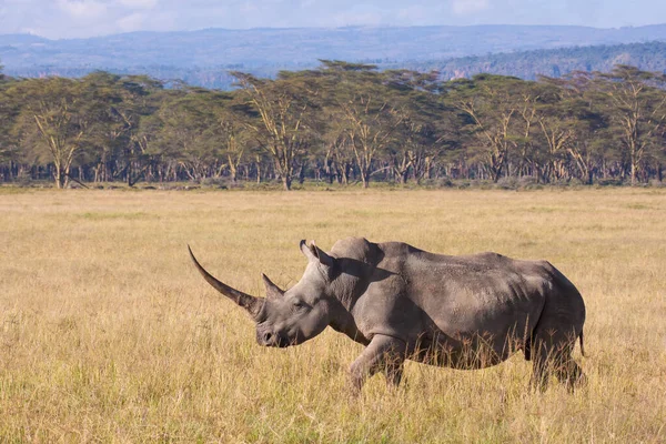 One female White Rhino with a very long horn at Lake Nakuru Kenya
