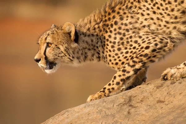 One Adult Male Cheetah Crouching Rock Kruger Park South Africa — Stock Photo, Image