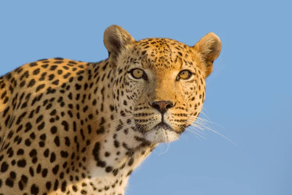 Adulto Maschio Africano Leopardo Ritratto Faccia Con Sfondo Cielo Blu — Foto Stock