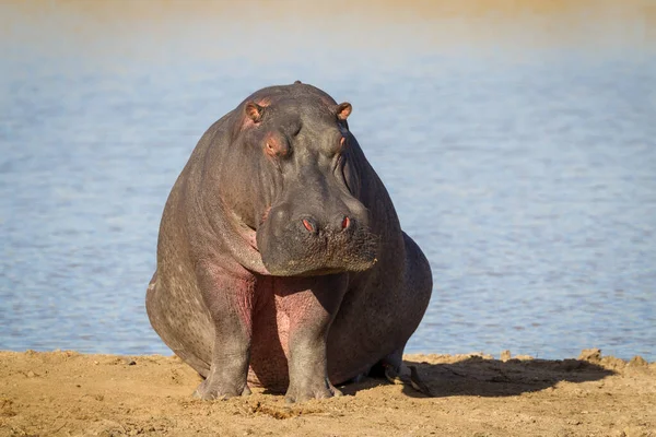 Egy Nagy Felnőtt Víziló Folyóparton Vízen Kívül Kruger Park Dél — Stock Fotó