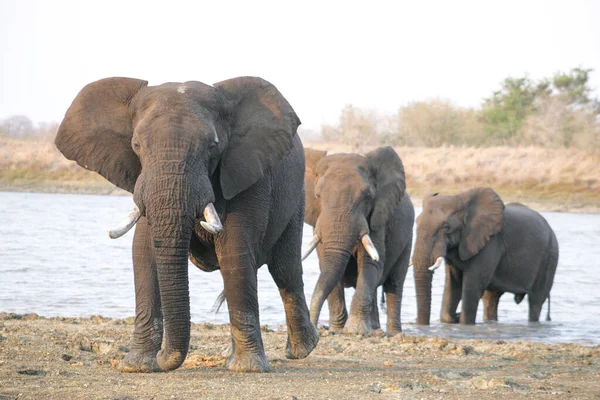 Tres Grandes Toros Elefantes Salen Del Agua Parque Kruger Sudáfrica — Foto de Stock
