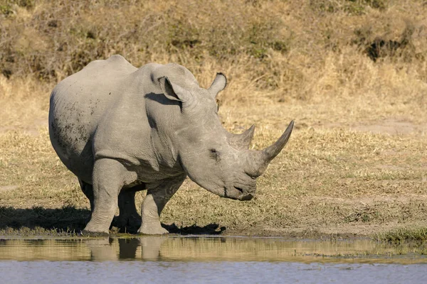 Grande Rinoceronte Branco Macho Buraco Água Kruger Park África Sul — Fotografia de Stock