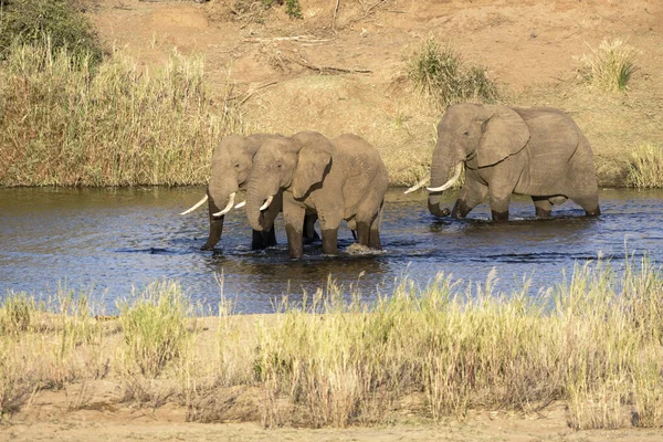 Three adult male African Elephants walk through a river in South Africa Kruger Park