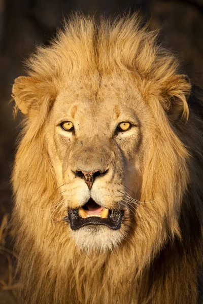 Portrait One Male African Lion Kruger Park South Africa — Stock Photo, Image