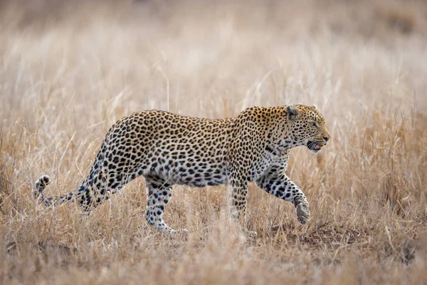 One Single Adult Female African Leopard Walking Grass Kruger Park — Stock Photo, Image