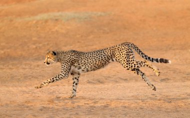 Yetişkin erkek Çita Kruger parkında koşuyor Güney Afrika