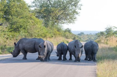5 Beyaz Gergedan turistik bir yolun ortasında duruyor Kruger Park Güney Afrika trafiğini engelliyor.