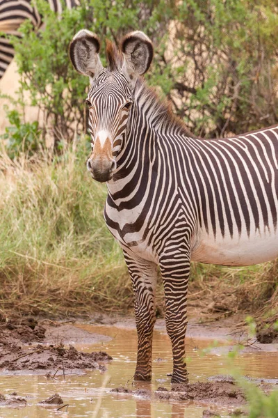 Adulto Grevy Zebra Olhando Alerta Samburu Reserve Quênia — Fotografia de Stock
