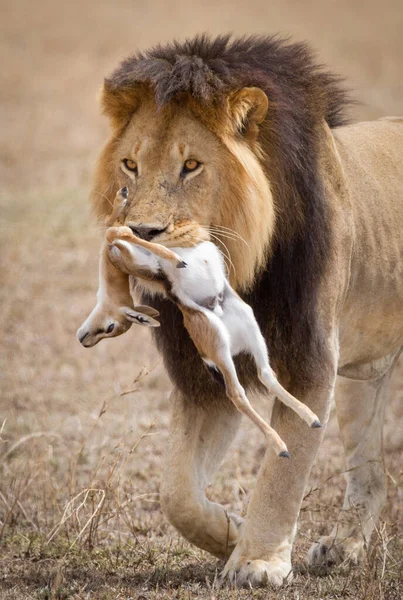 One Large Adult Male Lion Carrying Dead Thompsons Gazelle Its — Stock Photo, Image