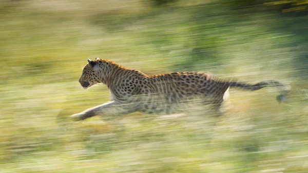 Dorosły Samiec Leopard Biegnie Szybko Przez Zieloną Trawę Podświetlaną Rpa — Zdjęcie stockowe