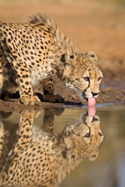 Fêmea Adulto Cheetah Água Potável Com Língua Para Fora Kruger — Fotografia de Stock