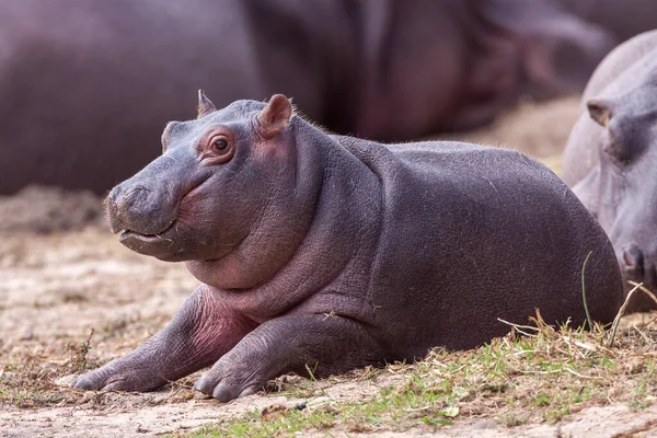 Ein Baby Nilpferd Liegt Außerhalb Des Krüger Parks Südafrika — Stockfoto