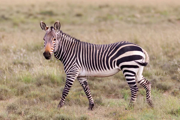 Yetişkin Burnu Dağı Zebra Güney Afrika Çizgili Desen Gösteriyor — Stok fotoğraf