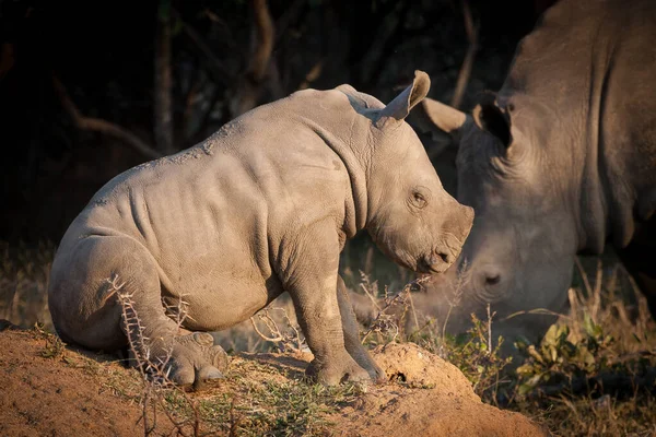 Liten Vit Noshörning Sitter Termitkulle Vilande Kruger Park Sydafrika — Stockfoto