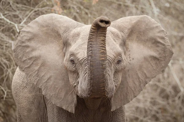 Elefante Jovem Com Tronco Ouvidos Abertos Kruger Park África Sul — Fotografia de Stock