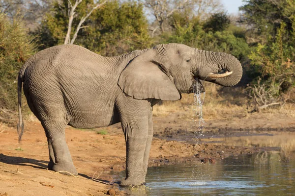 Gran Toro Adulto Elefante Agua Potable Kruger Park Sudáfrica —  Fotos de Stock