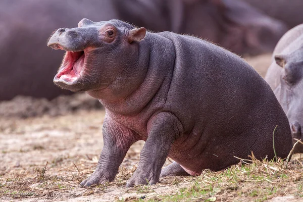 Pequeño Bebé Hipopótamo Sentado Fuera Del Agua Con Boca Abierta —  Fotos de Stock