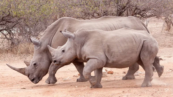 Una Femmina Adulta Rinoceronte Bianco Con Suo Piccolo Vitello Subadulto — Foto Stock