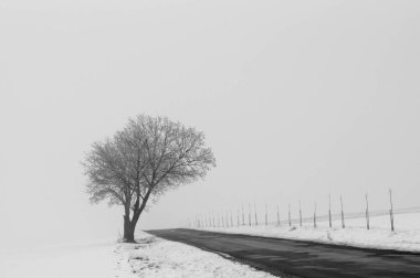 Yalnız ağaç bir yol yanında siste