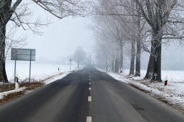 Ağaçlar yanında olan sisli yol