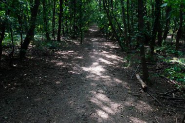 Ormanda karanlık gölgelerle dolu kirli bir yol