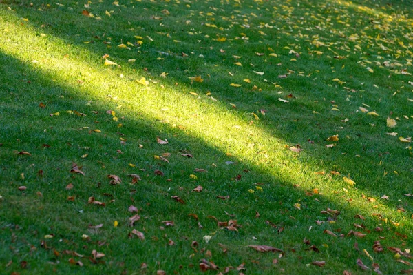 Bright light spot on green field — Stock Photo, Image