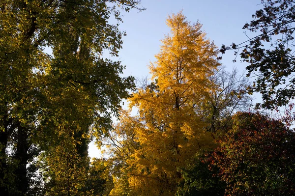 Tall tree with yellow leaves — Stock Photo, Image