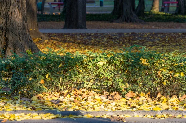 Lots of yellow leaves next to sidewalk bushes — Stock Photo, Image