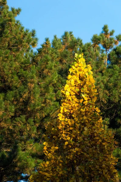 Tree with yellow foliage — Stock Photo, Image
