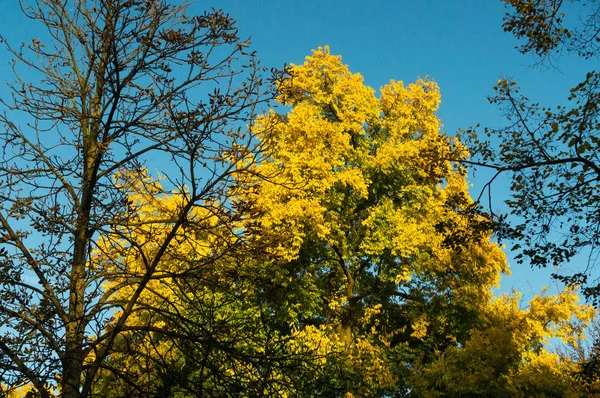 Tree with leaves on it next to a bare tree — Stock Photo, Image